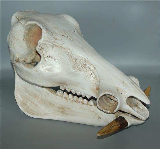 Animal skull